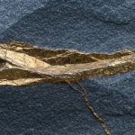 Quarzader mit Goldmineralisierung in dunkelgrauem Gestein – geologisches Detailbild eines Goldprojekts