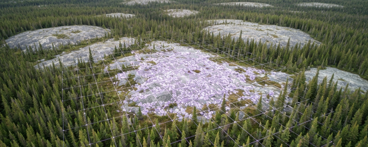 Luftbild eines Ontario-Waldgebiets mit digitaler geophysikalischer Rasterkarte in kühlen Grün- und Lilatönen