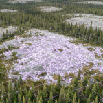 Luftbild eines Ontario-Waldgebiets mit digitaler geophysikalischer Rasterkarte in kühlen Grün- und Lilatönen
